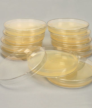 Agar plate, BlasticidinS Selection
