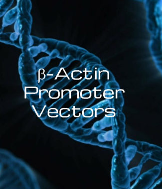 Beta Actin Promoter Vectors