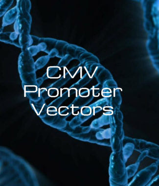 Cytomegalovirus (CMV) Promoter Vectors