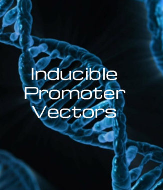 Inducible Promoter Vectors