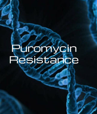 Vectors with Puromycin Resistance