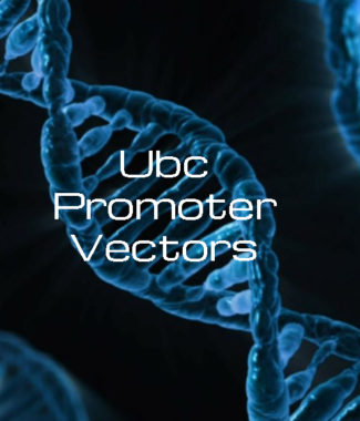 Ubiquitin C Promoter Vectors